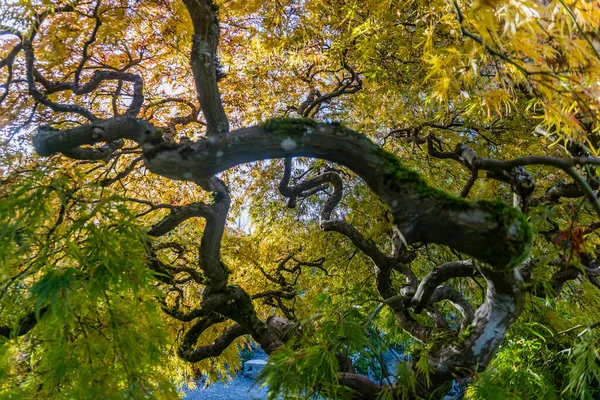 A Japanese Maple tree in late autumn.