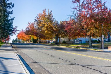 Seatac, Washington 'da bir sokakta sonbahar yaprakları renk saçıyor.