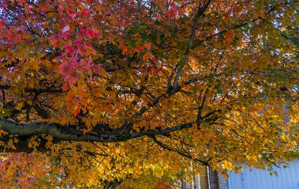 Φθινοπωρινά Φύλλα Σκάνε Χρώμα Ένα Δρόμο Στο Seatac Ουάσιγκτον — Φωτογραφία Αρχείου
