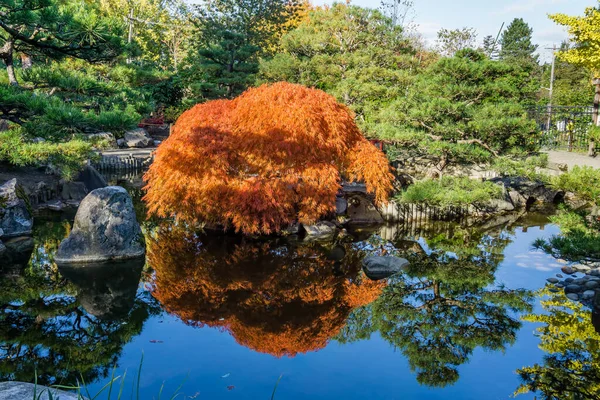 Uma Lagoa Maple Árvore Japonesa Outono Tiro Seatac Washington — Fotografia de Stock