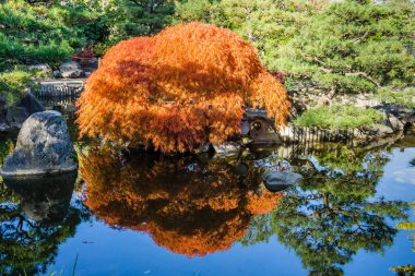 Sonbaharda bir gölet ve Japon akçaağacı. Fotoğraf Seatac, Washington 'da çekildi..