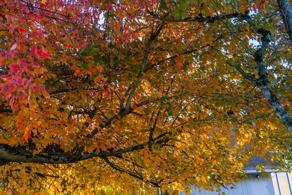 Folhas Outono Estouram Com Cor Uma Rua Seatac Washington — Fotografia de Stock