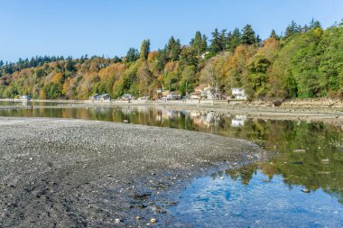 Sonbahar renkleri Des Moines, Washington 'daki gelinciklere yansıyor..
