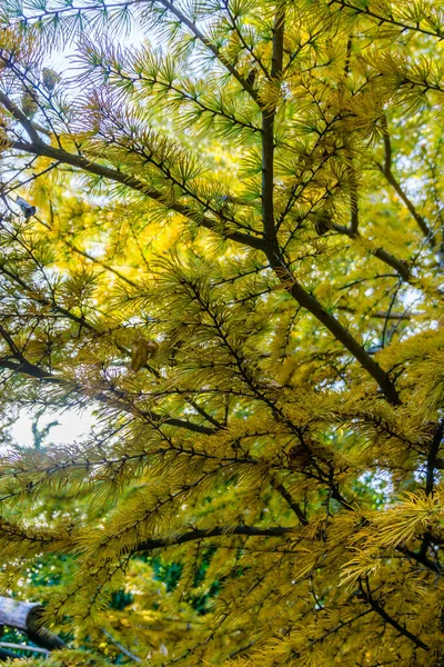 ワシントン州シータックで黄色の松葉のクローズアップショット — ストック写真