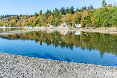 Sonbahar renkleri Des Moines, Washington 'daki gelinciklere yansıyor..