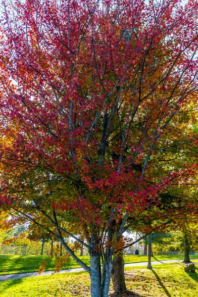 Colori Autunno Parco Seatac Washington — Foto Stock