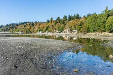 Sonbahar renkleri Des Moines, Washington 'daki gelinciklere yansıyor..