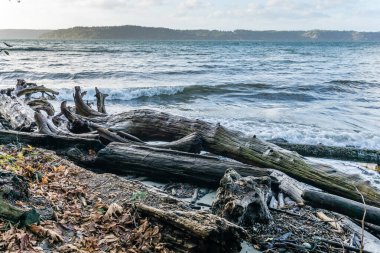 Dash Point, Washington 'da deniz manzarası.