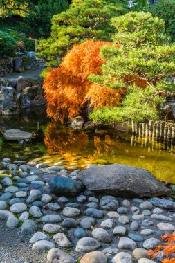 Sonbaharda bir gölet ve Japon akçaağacı. Fotoğraf Seatac, Washington 'da çekildi..