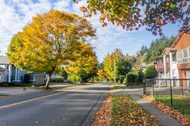 Burien, Washington 'da yol kenarındaki ağaçlarda sonbahar yaprakları.