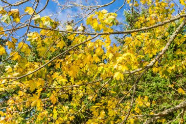 Sarı sonbahar yaprakları Batı Seattle, Washington 'da bir ağacın dallarını süslüyor..