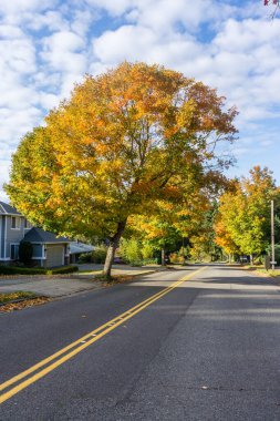 Burien, Washington 'da yol kenarındaki ağaçlarda sonbahar yaprakları.