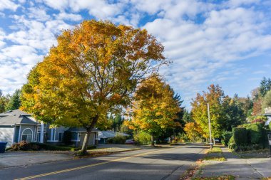 Burien, Washington 'da yol kenarındaki ağaçlarda sonbahar yaprakları.