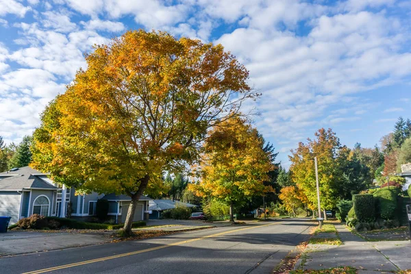 Podzimní Listí Silničních Stromech Burienu Washington — Stock fotografie