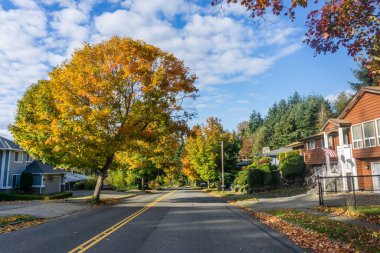 Burien, Washington 'da yol kenarındaki ağaçlarda sonbahar yaprakları.