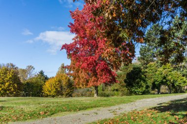 Seatac, Washington 'da kızıl sonbahar yaprakları olan görkemli bir ağaç..