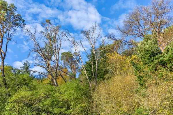 Een Magere Boom Met Bule Lucht Bij Lincoln Park West — Stockfoto