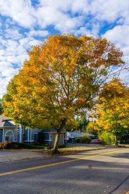 Burien, Washington 'da yol kenarındaki ağaçlarda sonbahar yaprakları.