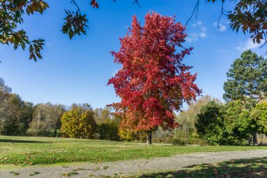Seatac, Washington 'da kızıl sonbahar yaprakları olan görkemli bir ağaç..