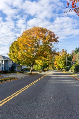 Burien, Washington 'da yol kenarındaki ağaçlarda sonbahar yaprakları.