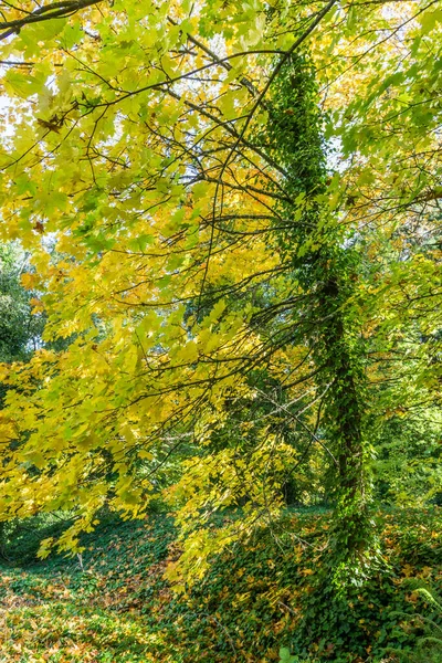 Żółte Jesienne Liście Zdobią Gałęzie Drzewa Seatac Waszyngton — Zdjęcie stockowe