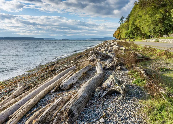 Driftwood Line Sulla Costa Del Lincoln Park West Seattle Washington — Foto Stock