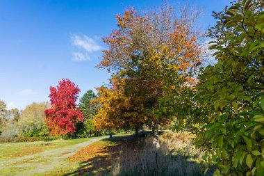 Pat Ryan Field 'ın Seatc, Washington' da sonbaharda çekilmiş görüntüsü.