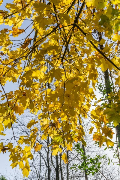 Желтые Осенние Листья Украшают Ветви Дерева Ситаке Штат Вашингтон — стоковое фото