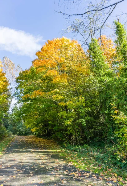 Осенние Деревья Дорожка Ситаке Штат Вашингтон — стоковое фото
