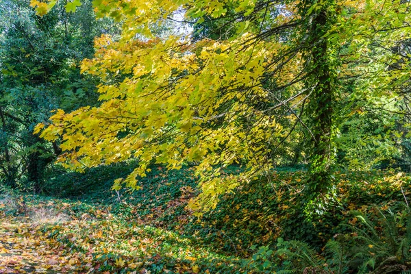 Желтые Осенние Листья Украшают Ветви Дерева Ситаке Штат Вашингтон — стоковое фото