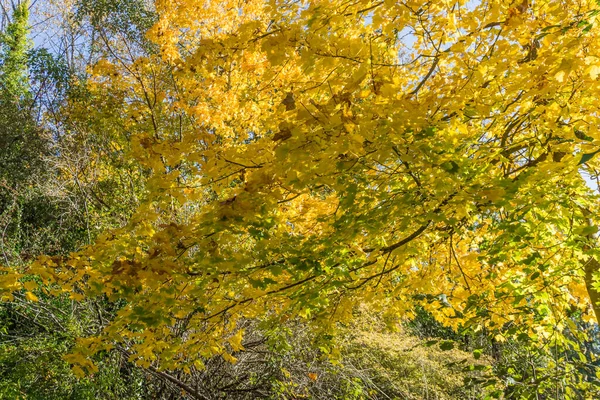 Gelbe Herbstblätter Schmücken Äste Eines Baumes Seatac Washington — Stockfoto