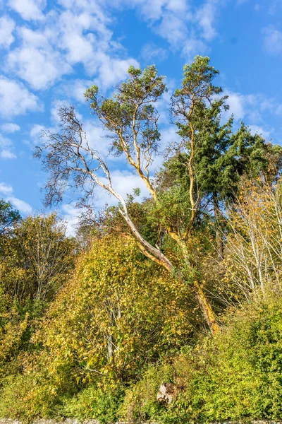 Een Magere Boom Met Bule Lucht Bij Lincoln Park West — Stockfoto