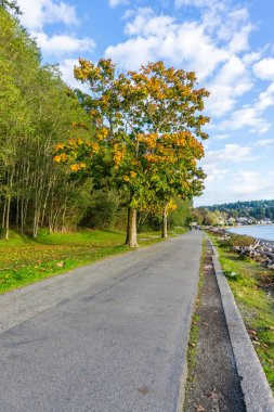 Batı Seattle, Washington 'daki Lincoln Park' ta sonbahar renklerine sahip bir trre..