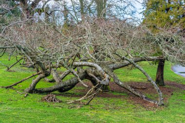 Tacoma, Washington 'daki Point Defiance Park' ta çıplak bir ağaç..