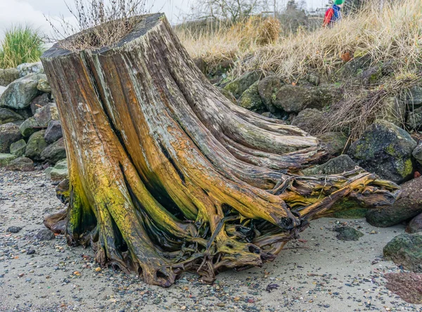 Ein Baumstumpf Der Küste Ruston Washington — Stockfoto