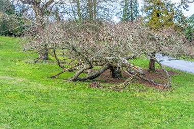 Tacoma, Washington 'daki Point Defiance Park' ta çıplak bir ağaç..