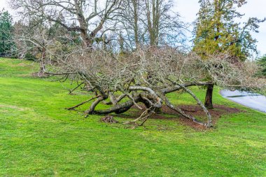 Tacoma, Washington 'daki Point Defiance Park' ta çıplak bir ağaç..