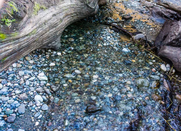 Treibholzstämme Lagen Über Einem Bach Seahurst Beach Park Burien Washington — Stockfoto