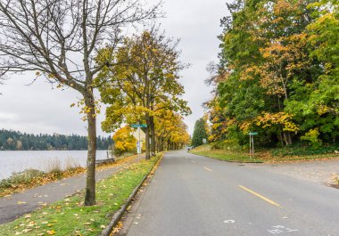 Seattle 'daki Washington Gölü' nün kıyısında sonbahar ağacı ve yapraklar.