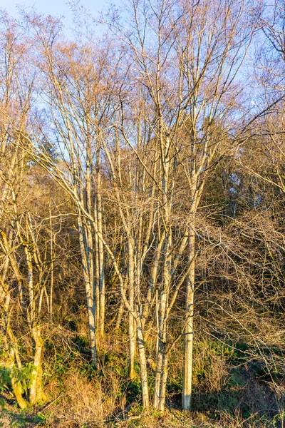 Árvores Inverno Ângulo São Nuas Burien Washington — Fotografia de Stock