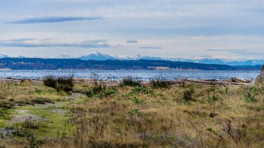 Çimen manzarası Port Townsend, Washington 'dan dağlar.