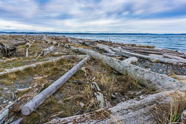 Driftwood Linee Riva Port Townsend Washington — Foto Stock