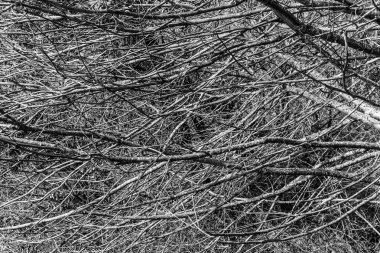 Batı Seattle, Washington 'daki Lincoln Park' ta çıplak ağaç dalları.