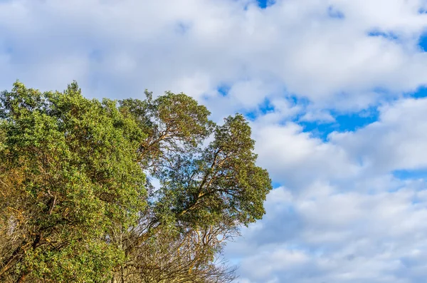 Bomen Blauwe Lucht Bij Lincoln Park West Seattle Washington — Stockfoto