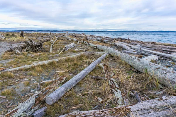 Driftwood Alinha Costa Port Townsend Washington — Fotografia de Stock