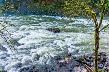 Snoqualmie Nehri 'ndeki akıntıların ortasında bir kaya beliriyor..