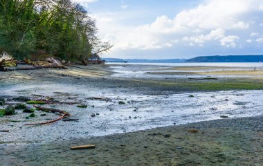 Washington 'daki Dash Point Eyalet Parkı' nda deniz çekildiğinde kıyı şeridi manzarası.