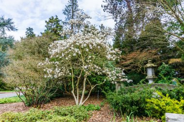 Seattle, Washington 'daki Seward Park' ta baharda çiçekler açar..