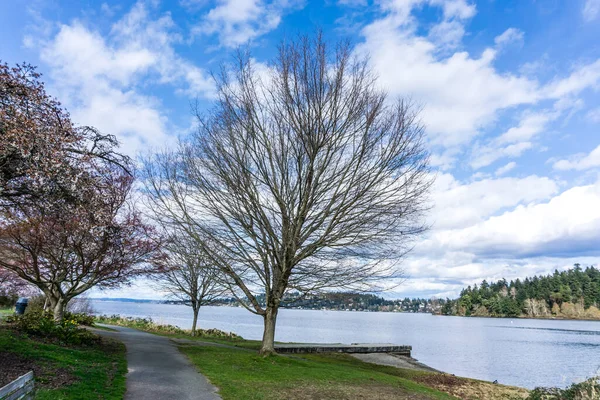 Een Kale Boom Het Voorjaar Seward Park Seattle Washington — Stockfoto