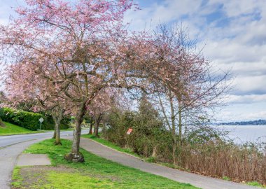 Seattle 'da Washington Gölü' nün kıyısında çiçek açan kiraz ağaçlarının manzarası..